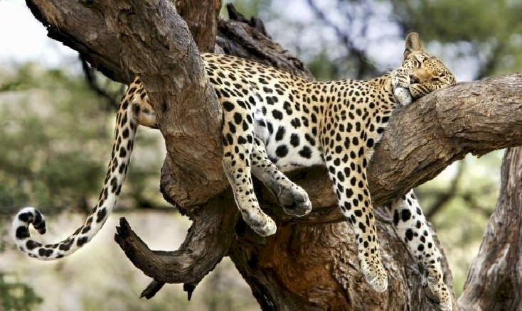 Leopard. online puzzel