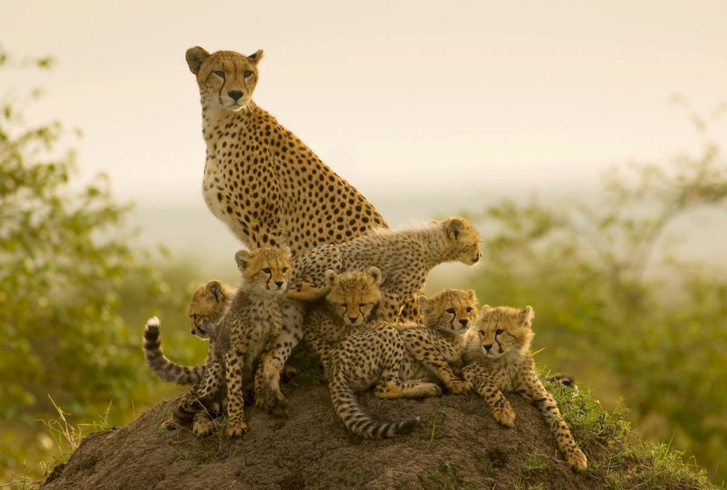 Cheetah  quebra-cabeças online