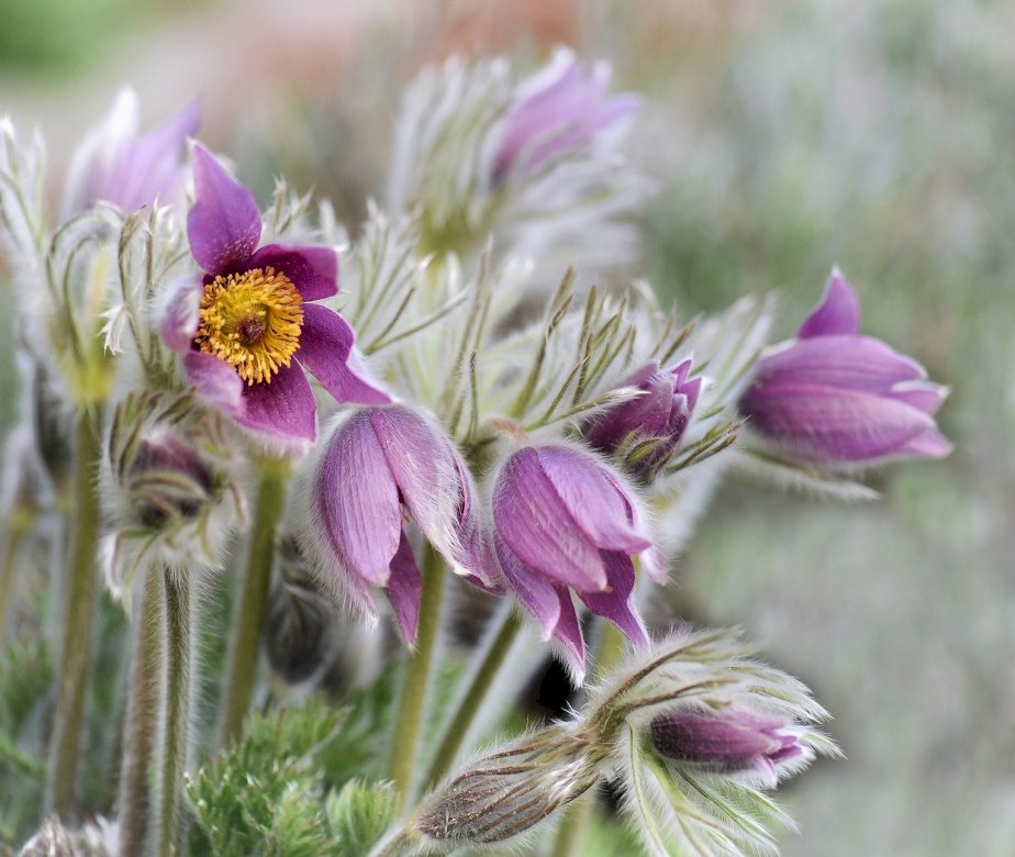 Пролетни цветя на Паска онлайн пъзел