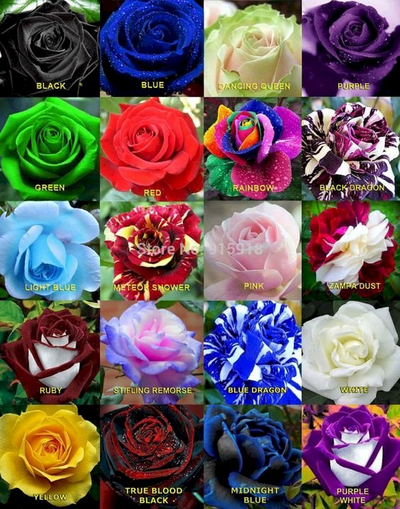 Hezké růže online puzzle