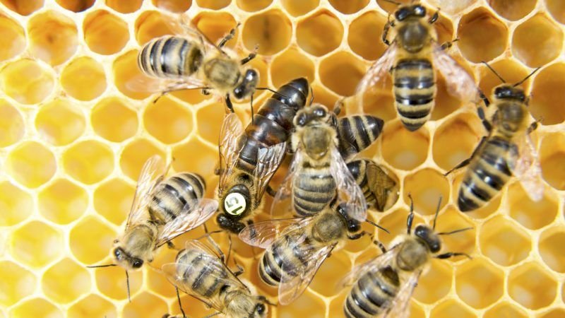 Пчелы пазл онлайн