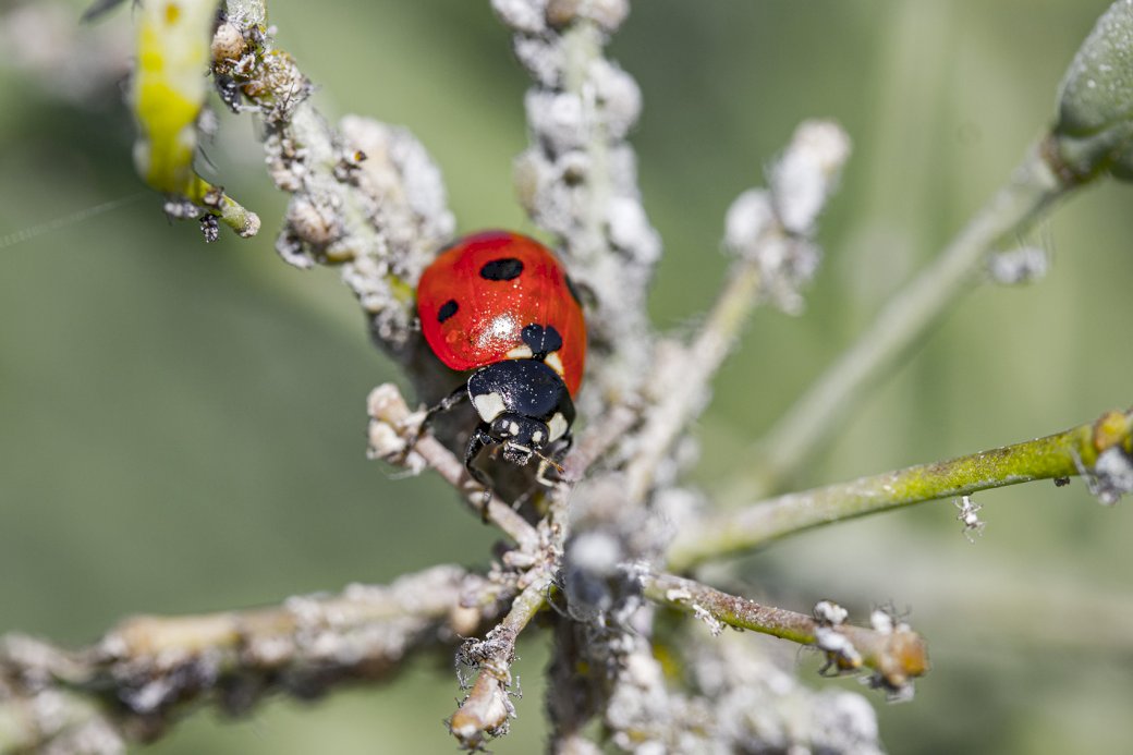 ladybug online puzzle