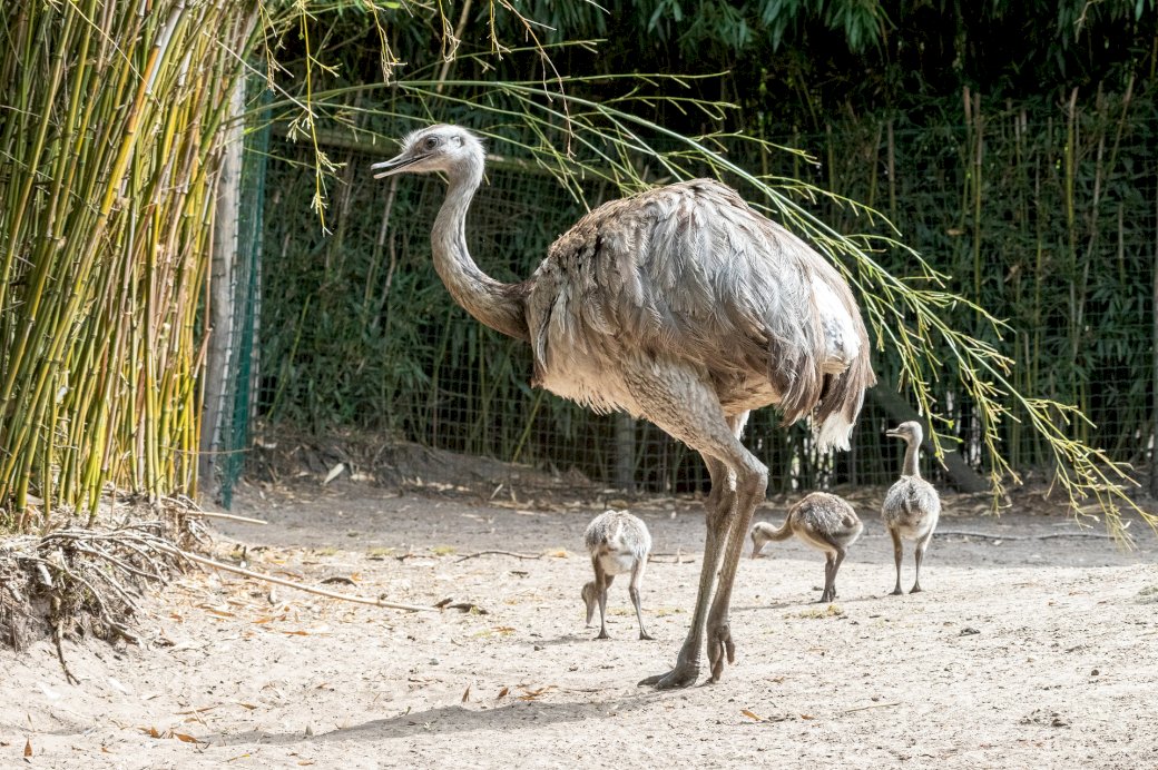 Emu familie legpuzzel online