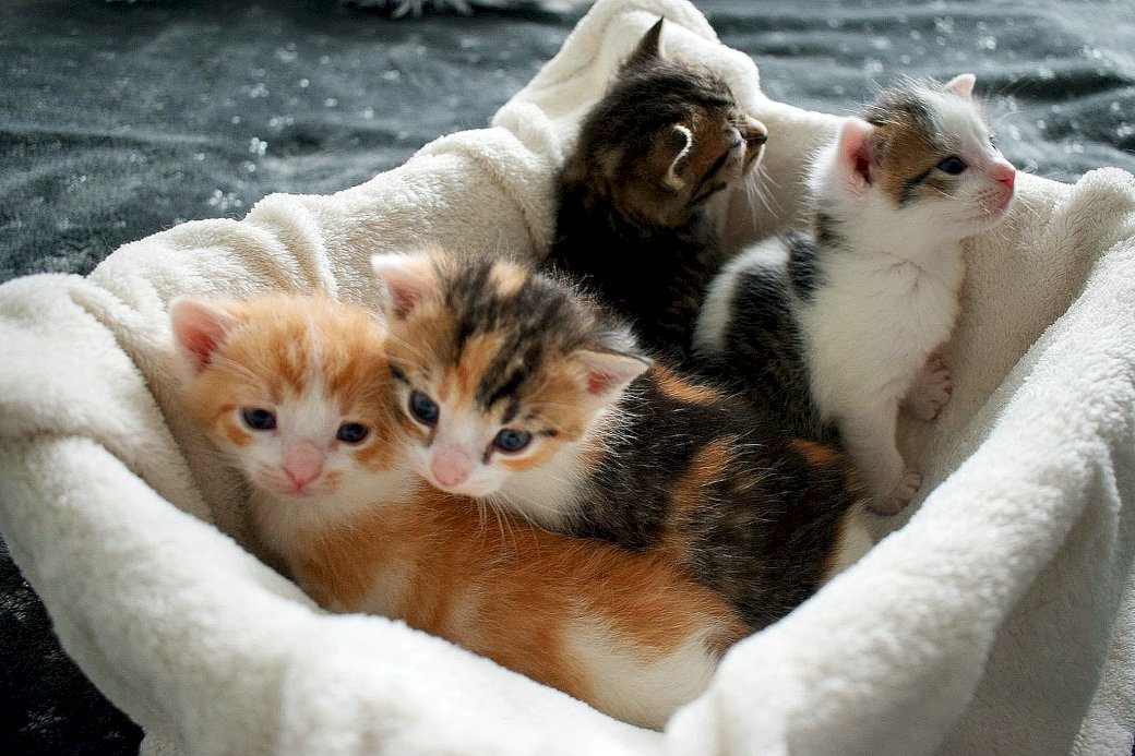 Kittens uit de garage online puzzel