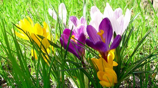 крокуси - весняні квіти пазл онлайн
