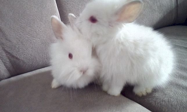 små kaniner Pussel online
