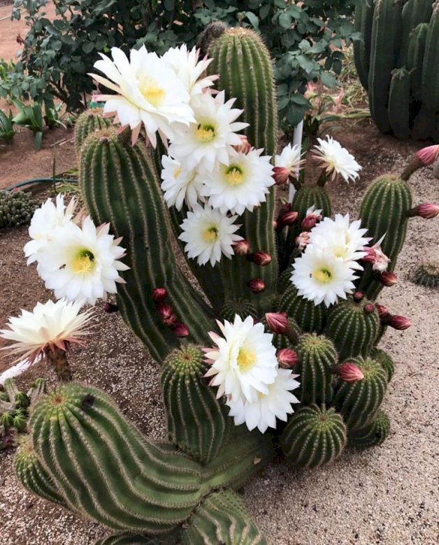 Blommande kaktus. Pussel online