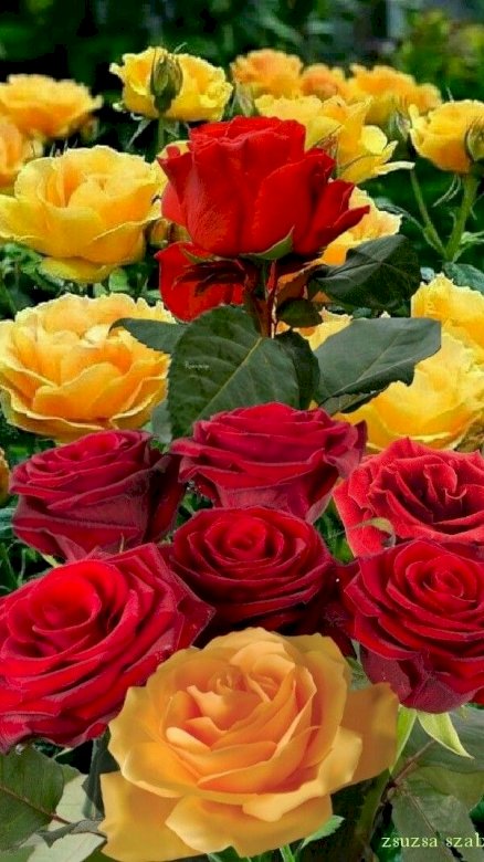 Rosas bonitas puzzle online