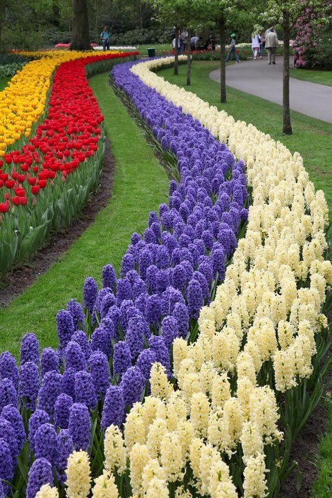 Hezké tulipány online puzzle