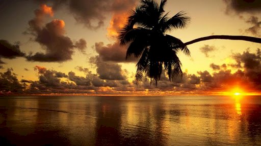 palmboom aan de kust online puzzel