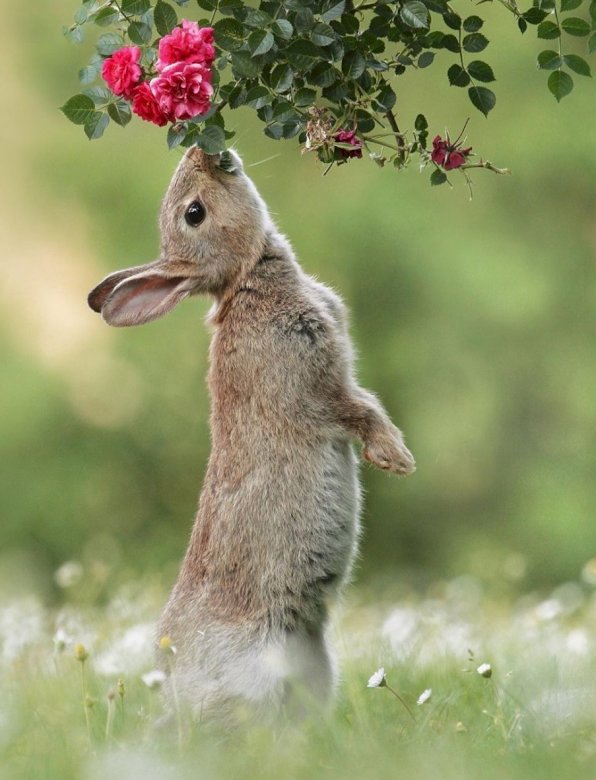 Ein süßes Kaninchen Puzzlespiel online