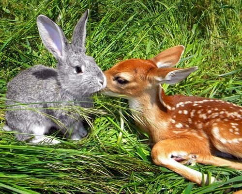 Um coelho e uma jovem corça quebra-cabeças online