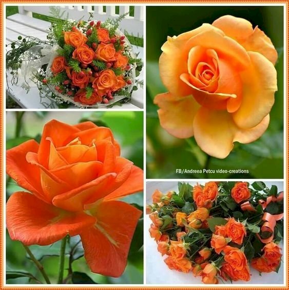Красивые розы онлайн-пазл