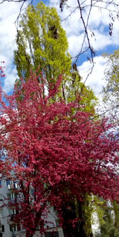 Våren vackra buskar pussel på nätet