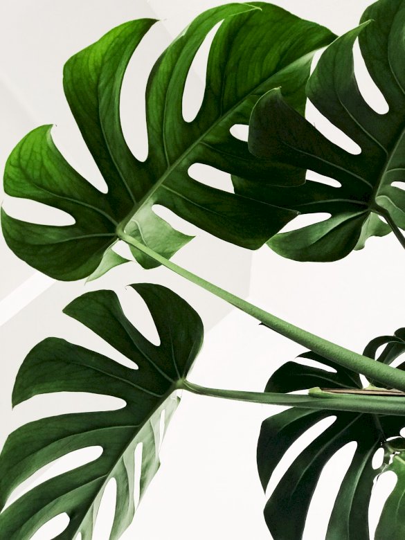 Monstera jigsaw puzzle online