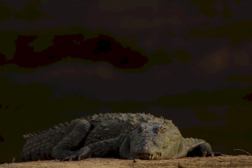 Crocodil basking - Marsh jigsaw puzzle online