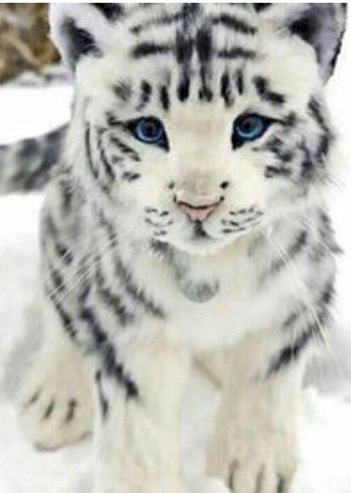 Bílý tygr skládačky online