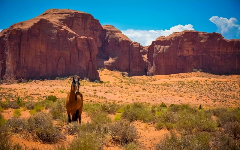 Pferd, Rocky Mountains Puzzlespiel online