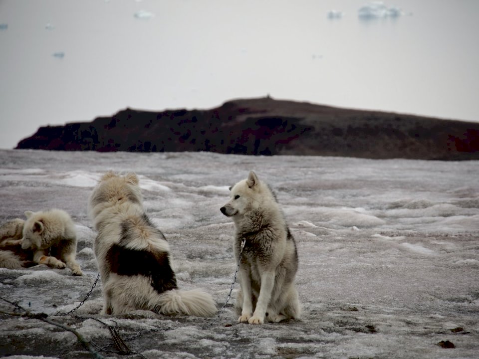 Perros groenlandeses esperando en un rompecabezas en línea