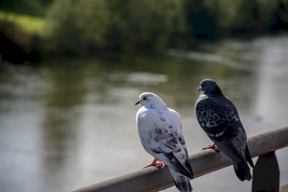 Пара голубей пазл онлайн
