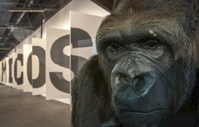 Urko, o gorila quebra-cabeças online