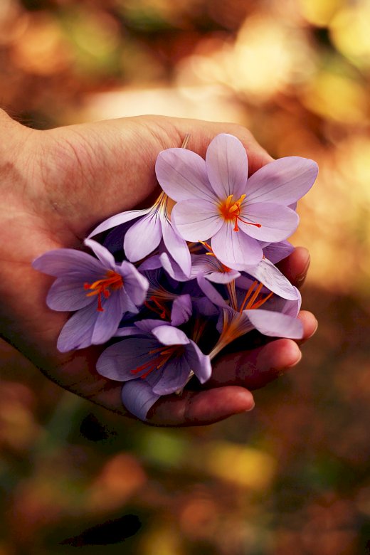 Виолетови цветя онлайн пъзел