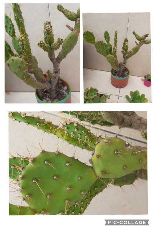 Catalina Lizarraga kaktus pussel på nätet