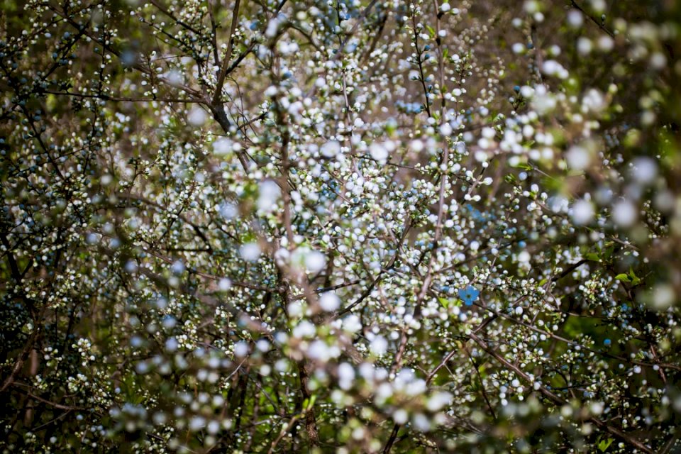 Twig-blossom-vladimir Pussel online
