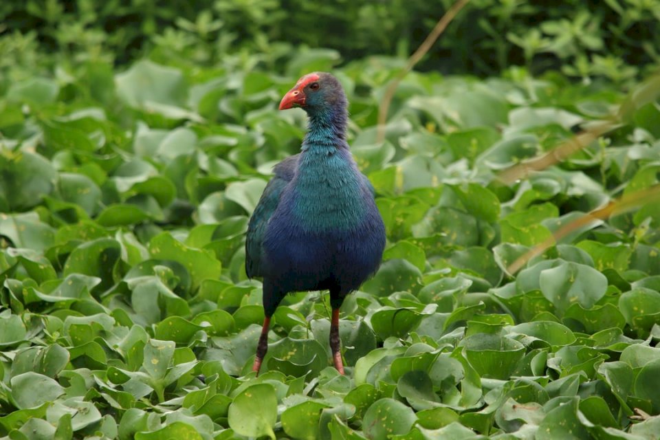 Aves aquáticas azuis - Swamphen quebra-cabeças online