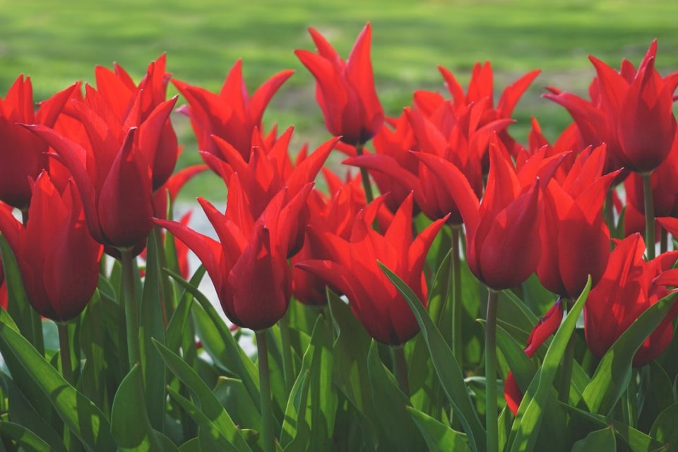 Tulipanes en flor rompecabezas en línea