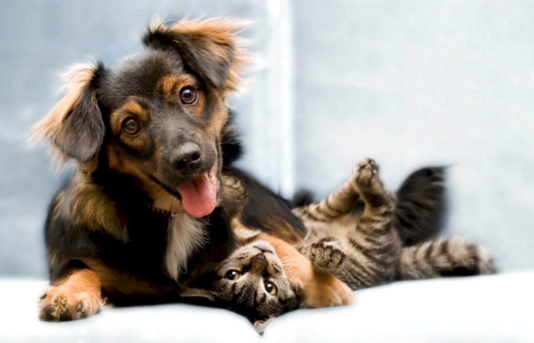 Pes a kočka skládačky online