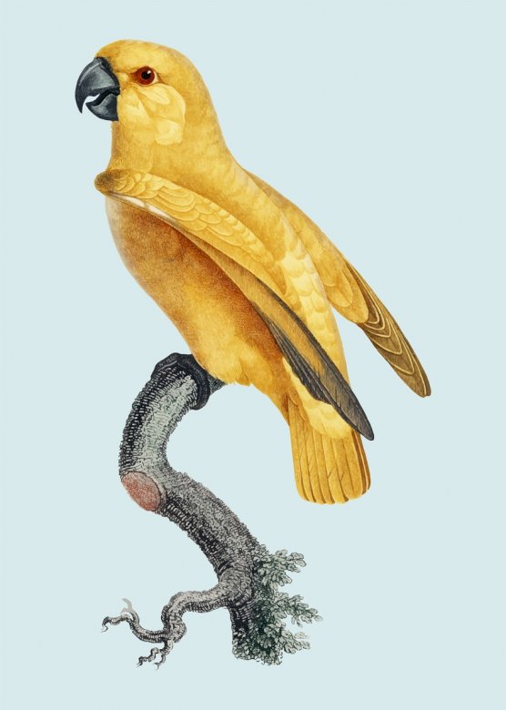 Uma imagem de um papagaio puzzle online