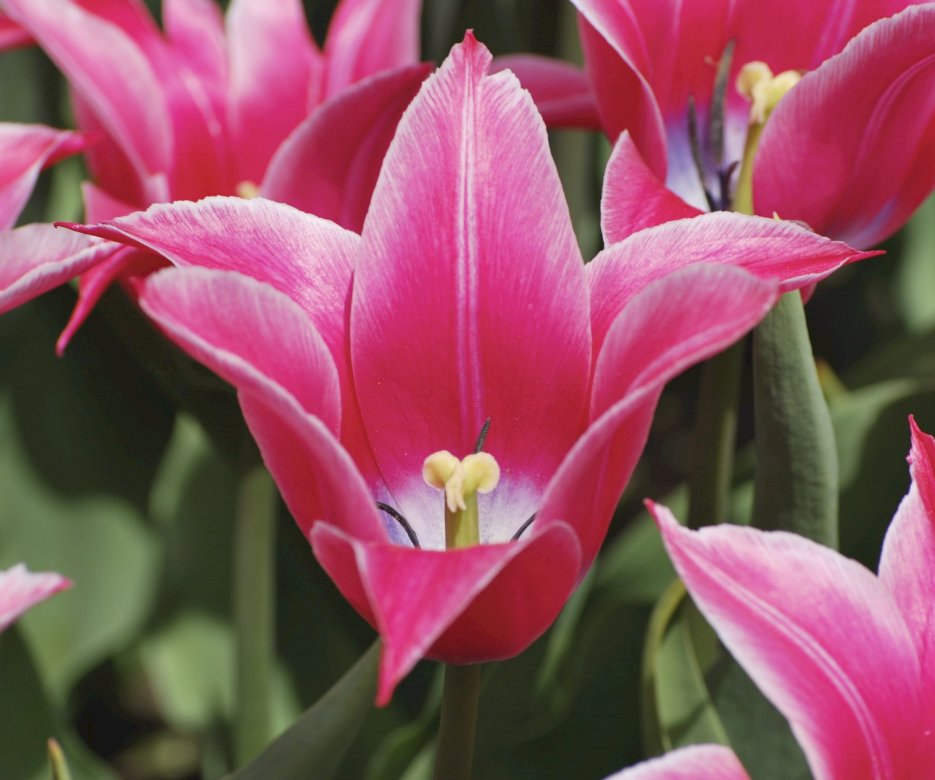 Tulipán rosa rompecabezas en línea