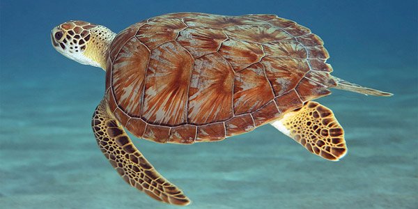 Havssköldpadda pussel på nätet