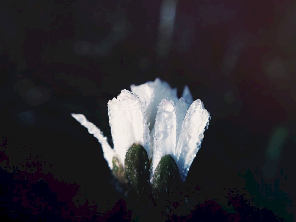 Vattendroppar på vita kronblad pussel på nätet