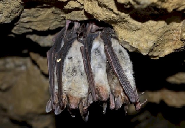 Morcegos na região de Suwalki quebra-cabeças online