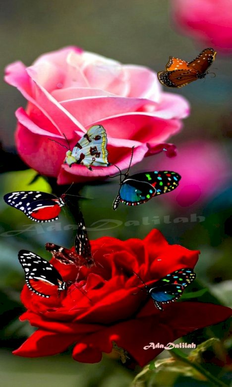 Rosas e borboletas puzzle online
