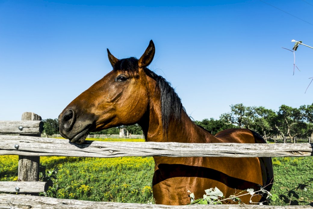National Horse Day jigsaw puzzle online