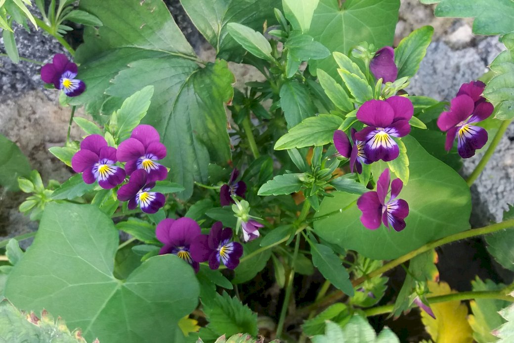 viooltjes in bladeren legpuzzel online