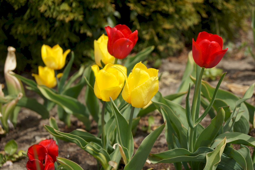 красивые красочные тюльпаны пазл онлайн