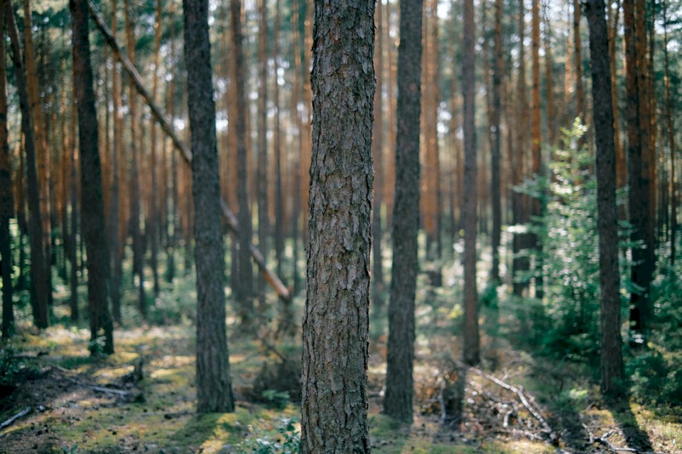 Δάσος στην κεντρική Πολωνία. παζλ online