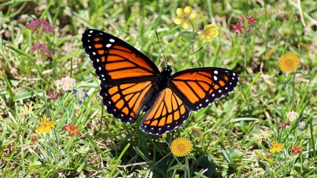 Пъзел с пеперуди на поляната онлайн пъзел