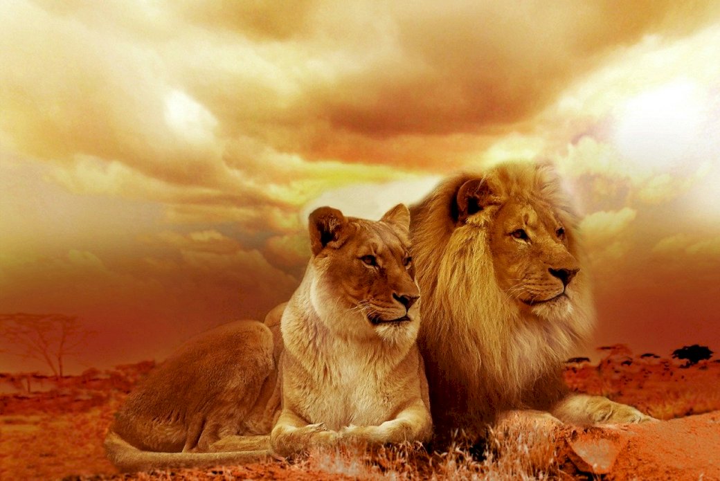meravigliosa coppia di leoni puzzle online