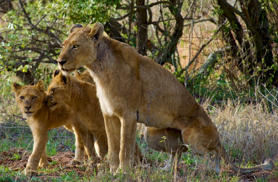 Detta foto av en lejoninna och pussel på nätet