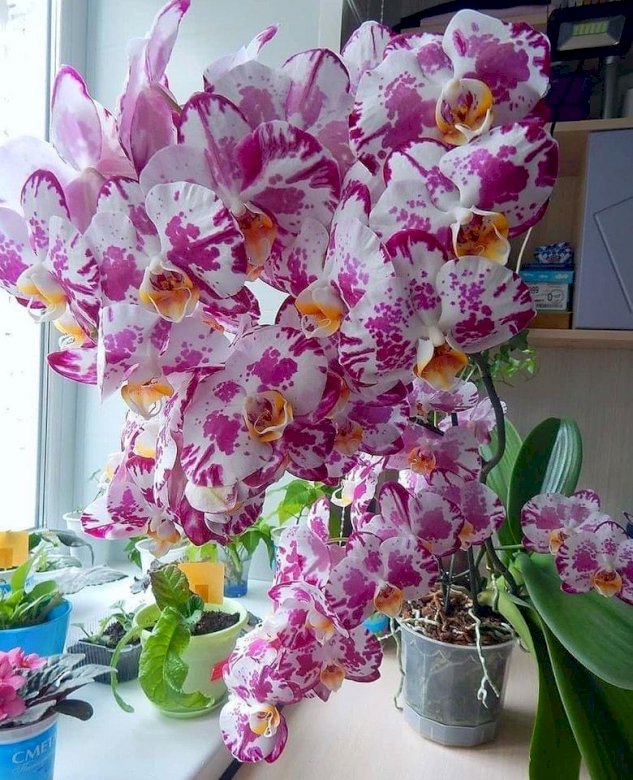 Orchidee zu Hause. Puzzlespiel online