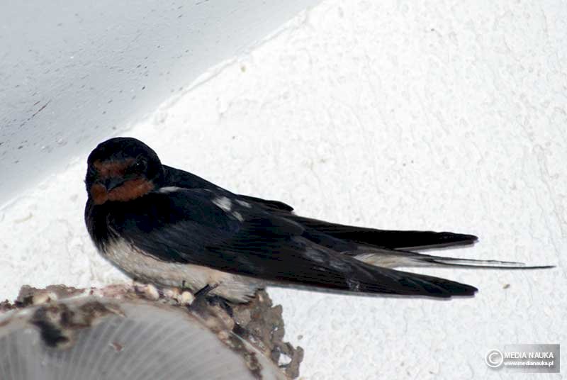 swallow jigsaw puzzle online