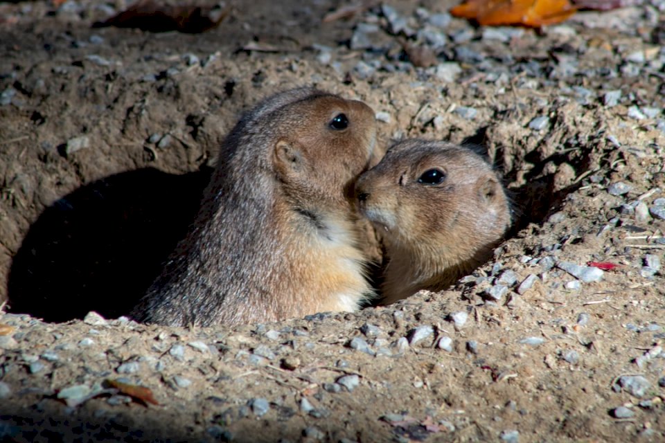 Marmotte che danno una occhiata fuori puzzle online