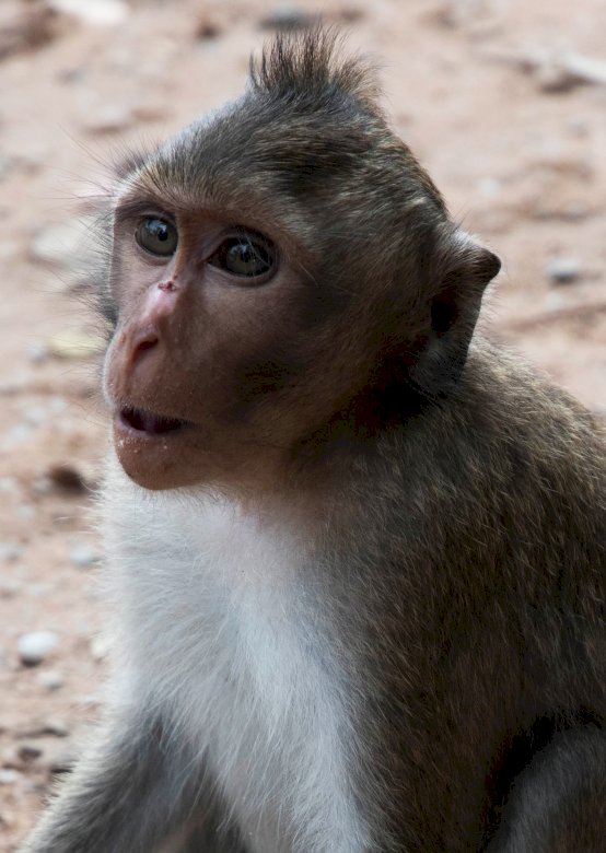 Macaco de Angkor Wat puzzle online
