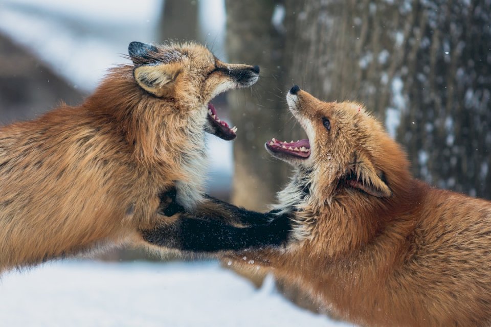 Două vulpi se luptă într-o zăpadă puzzle online