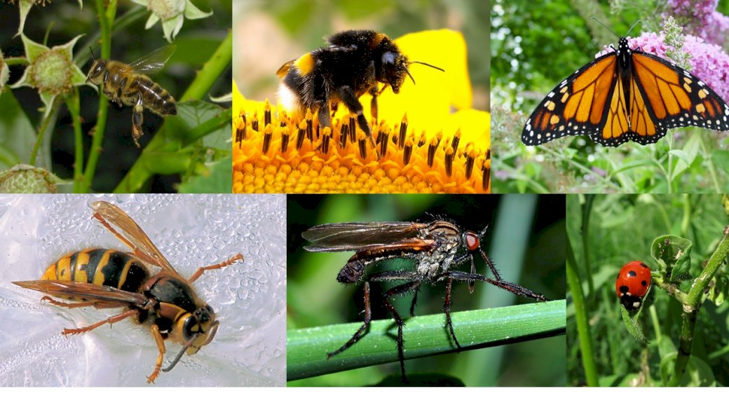 insectes pollinisateurs puzzle en ligne